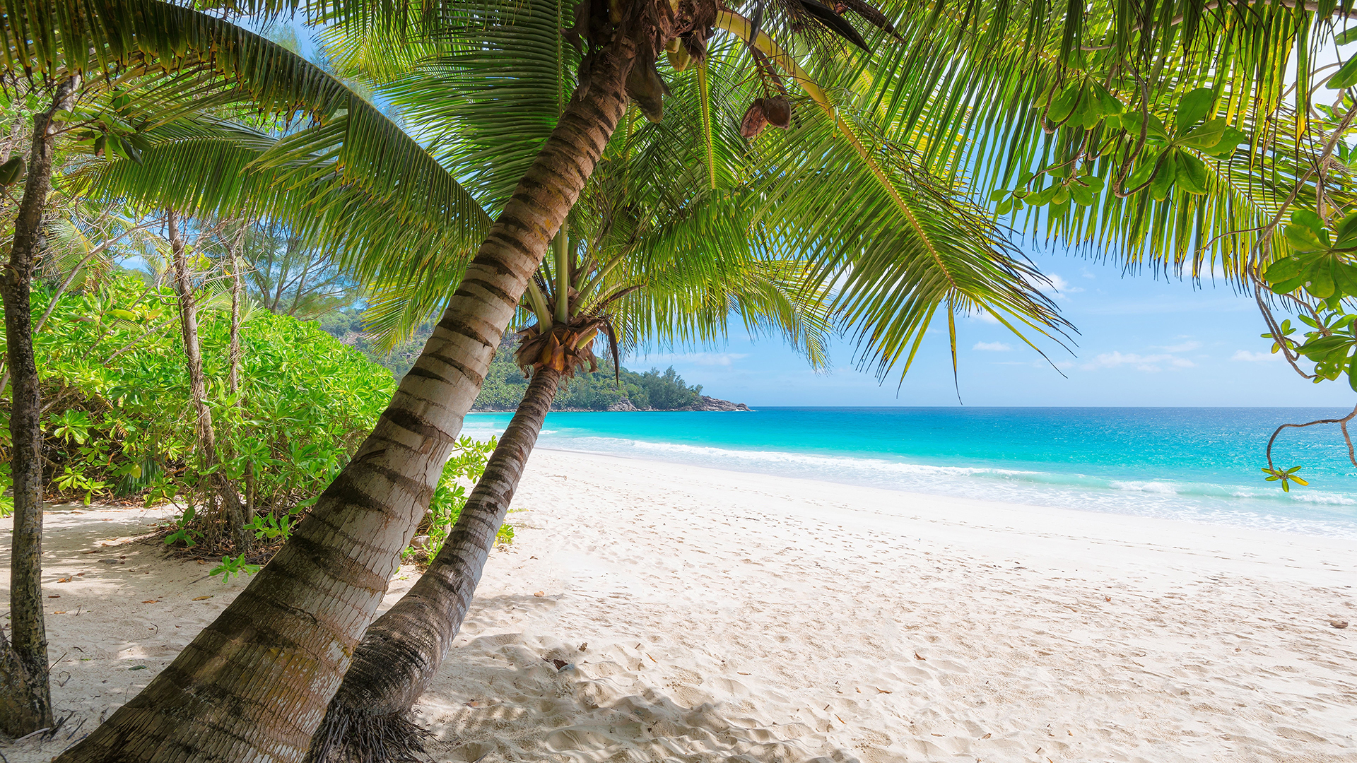 Praia tropical com palmeiras. Fundo virtual gratuito para Zoom, Microsoft Teams, Skype, Google Meet e WebEx ou qualquer outra aplicação compatível.