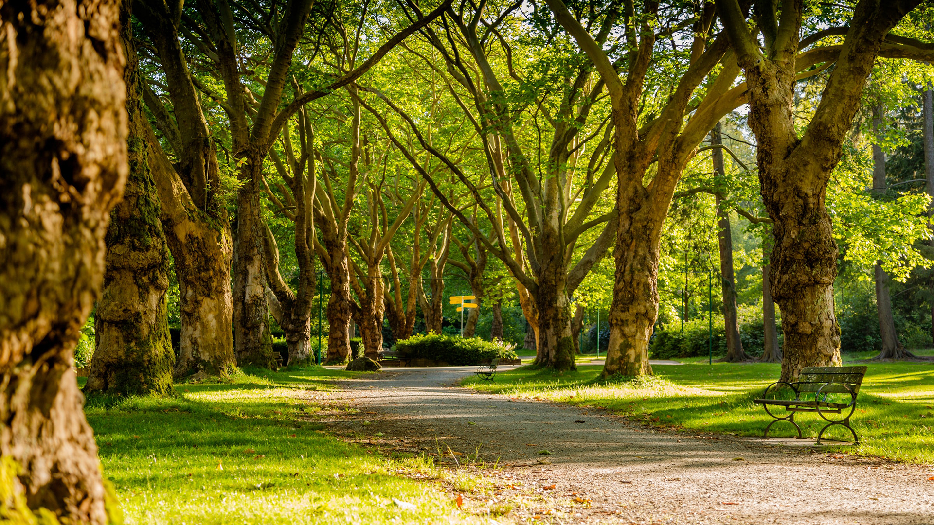 Floresta do Stanley Park. Fundo virtual gratuito para Zoom, Microsoft Teams, Skype, Google Meet e WebEx ou qualquer outra aplicação compatível.